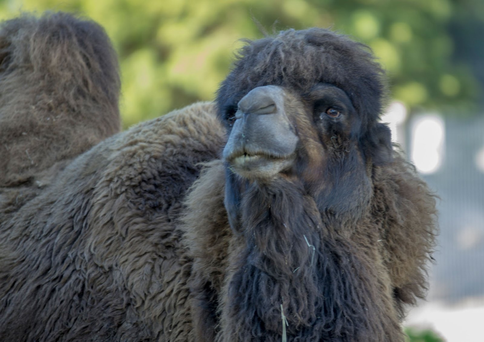 San Diego Zoo Part I 029